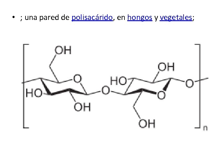  • ; una pared de polisacárido, en hongos y vegetales; 