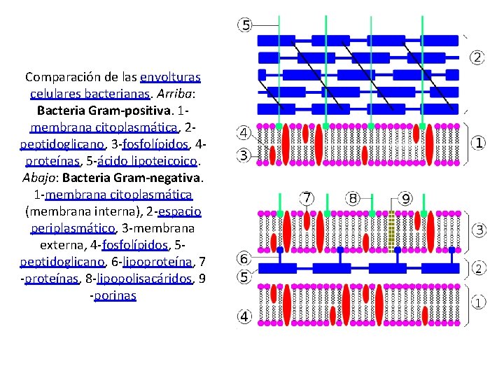 Comparación de las envolturas celulares bacterianas. Arriba: Bacteria Gram-positiva. 1 membrana citoplasmática, 2 peptidoglicano,