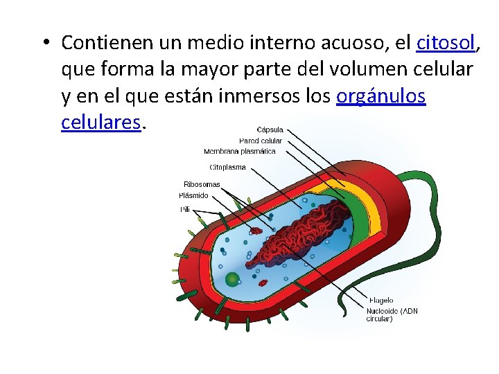  • Contienen un medio interno acuoso, el citosol, que forma la mayor parte