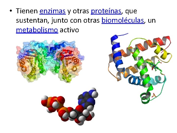  • Tienen enzimas y otras proteínas, que sustentan, junto con otras biomoléculas, un