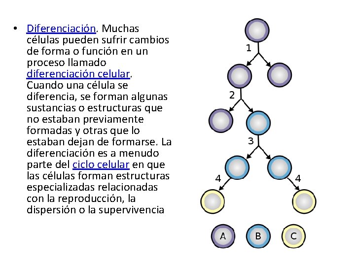  • Diferenciación. Muchas células pueden sufrir cambios de forma o función en un