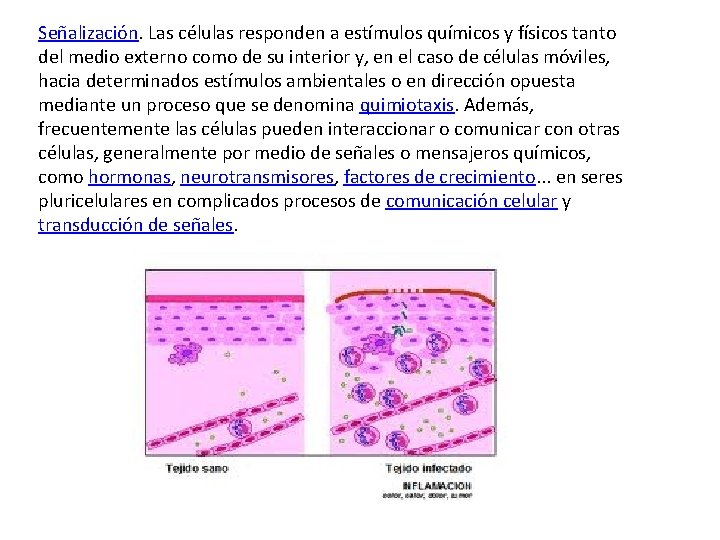 Señalización. Las células responden a estímulos químicos y físicos tanto del medio externo como