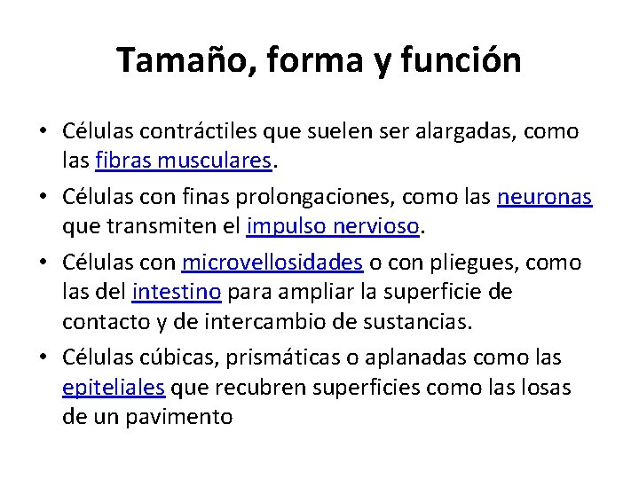 Tamaño, forma y función • Células contráctiles que suelen ser alargadas, como las fibras