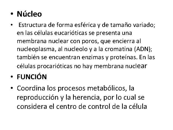  • Núcleo • Estructura de forma esférica y de tamaño variado; en las