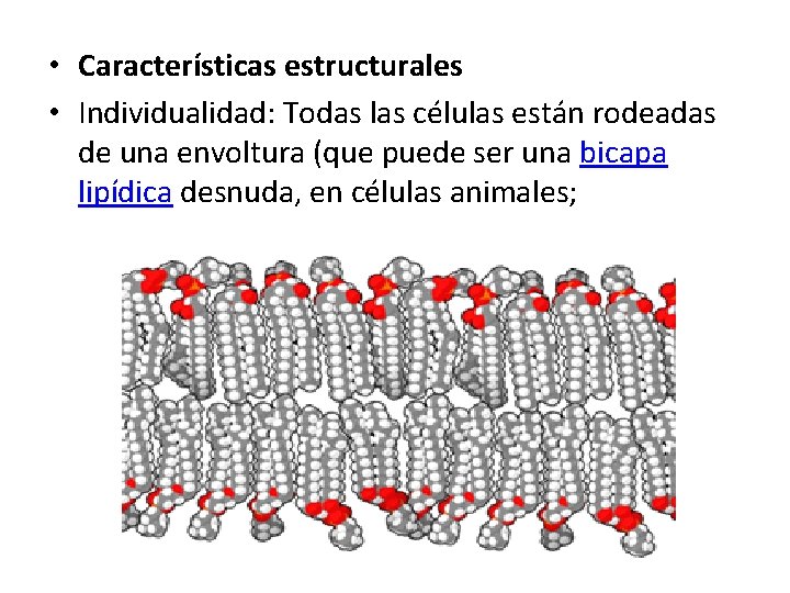  • Características estructurales • Individualidad: Todas las células están rodeadas de una envoltura