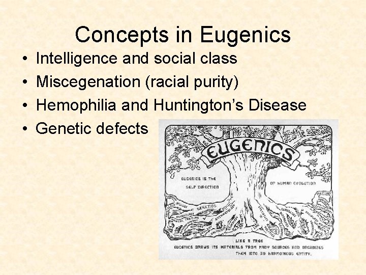 Concepts in Eugenics • • Intelligence and social class Miscegenation (racial purity) Hemophilia and