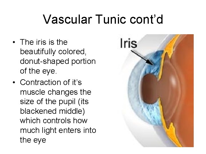 Vascular Tunic cont’d • The iris is the beautifully colored, donut-shaped portion of the