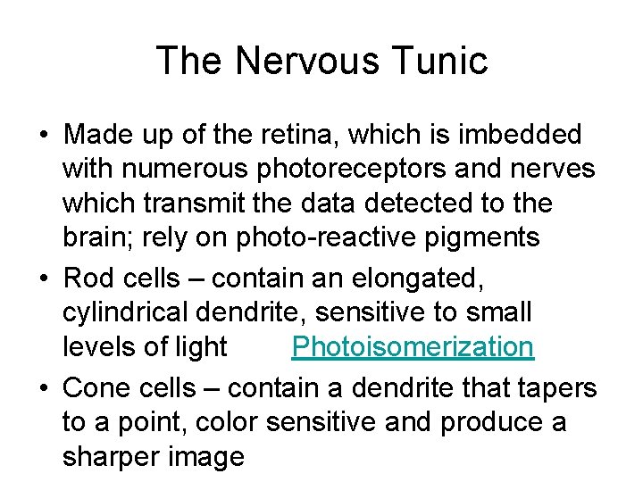 The Nervous Tunic • Made up of the retina, which is imbedded with numerous