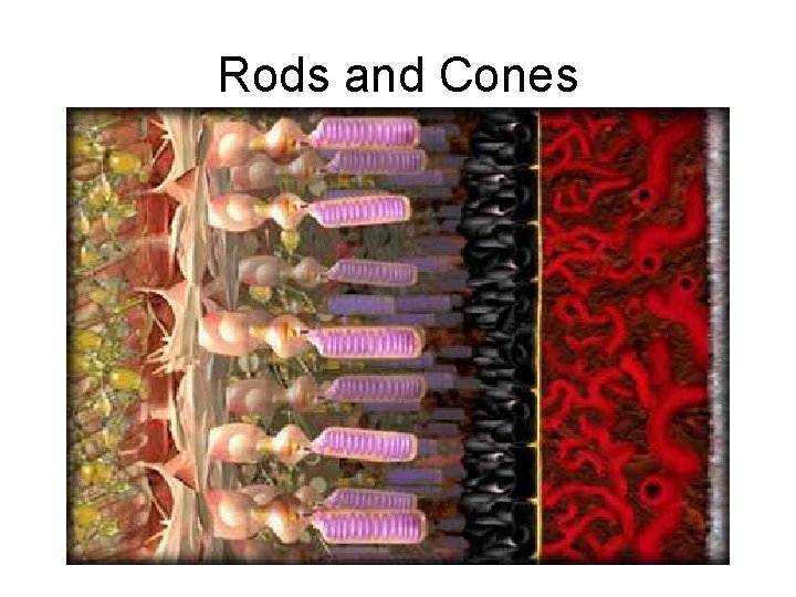 Rods and Cones 