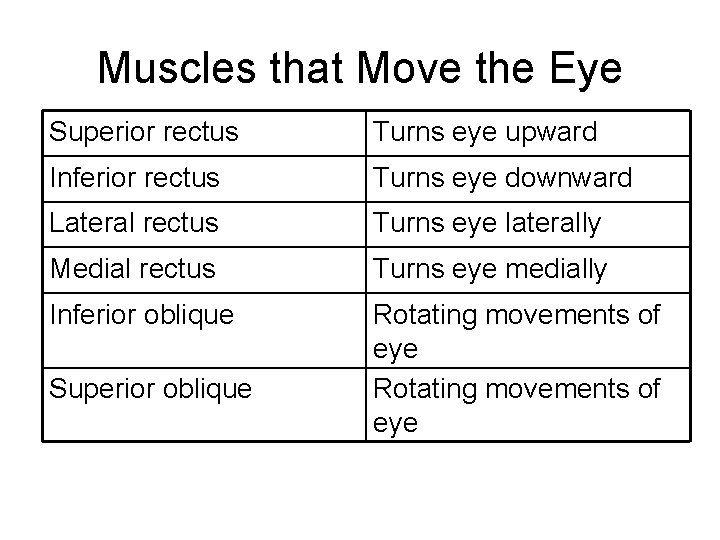 Muscles that Move the Eye Superior rectus Turns eye upward Inferior rectus Turns eye