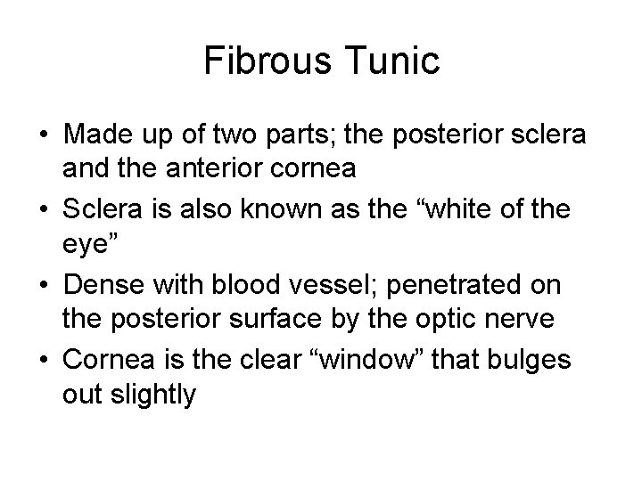 Fibrous Tunic • Made up of two parts; the posterior sclera and the anterior