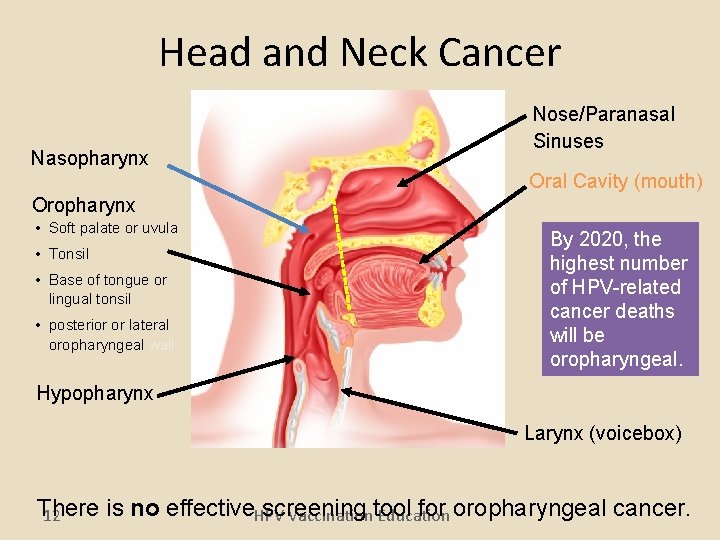 Head and Neck Cancer Nasopharynx Nose/Paranasal Sinuses Oral Cavity (mouth) Oropharynx • Soft palate