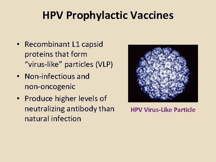 HPV Prophylactic Vaccines • Recombinant L 1 capsid proteins that form “virus-like” particles (VLP) HPV Prophylactic Vaccines • Recombinant L 1 capsid proteins that form “virus-like” particles (VLP)
