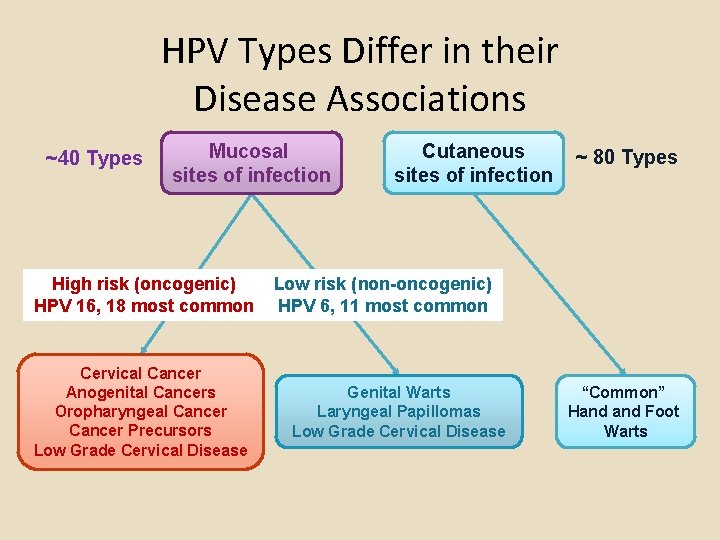 HPV Types Differ in their Disease Associations ~40 Types Mucosal sites of infection High