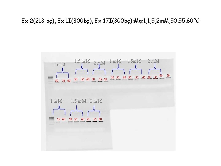 Ex 2(213 bç), Ex 1 I(300 bç), Ex 17 I(300 bç): Mg: 1, 1,