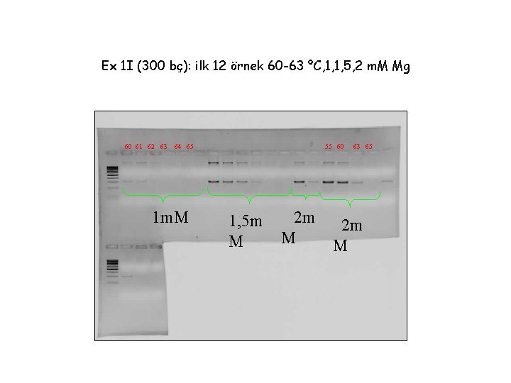 Ex 1 I (300 bç): ilk 12 örnek 60 -63 ºC, 1, 1, 5,
