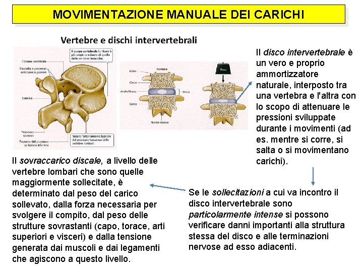 MOVIMENTAZIONE MANUALE DEI CARICHI Il sovraccarico discale, a livello delle vertebre lombari che sono