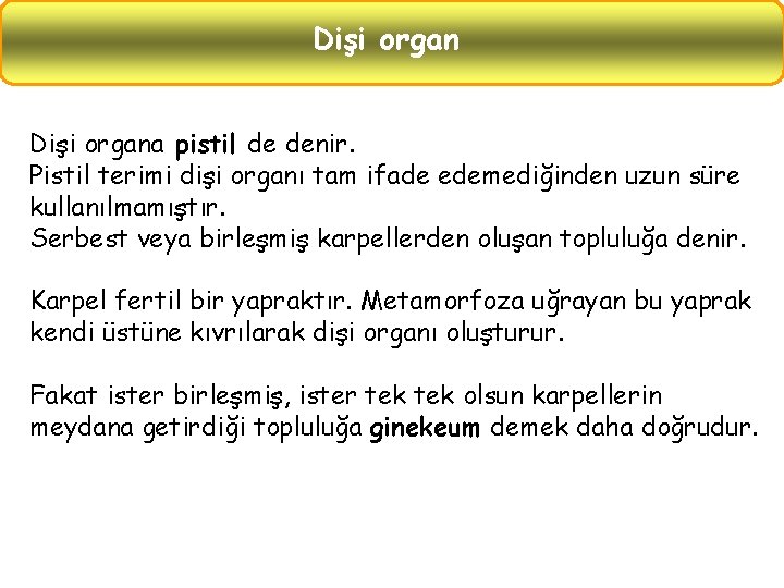 Dişi organa pistil de denir. Pistil terimi dişi organı tam ifade edemediğinden uzun süre