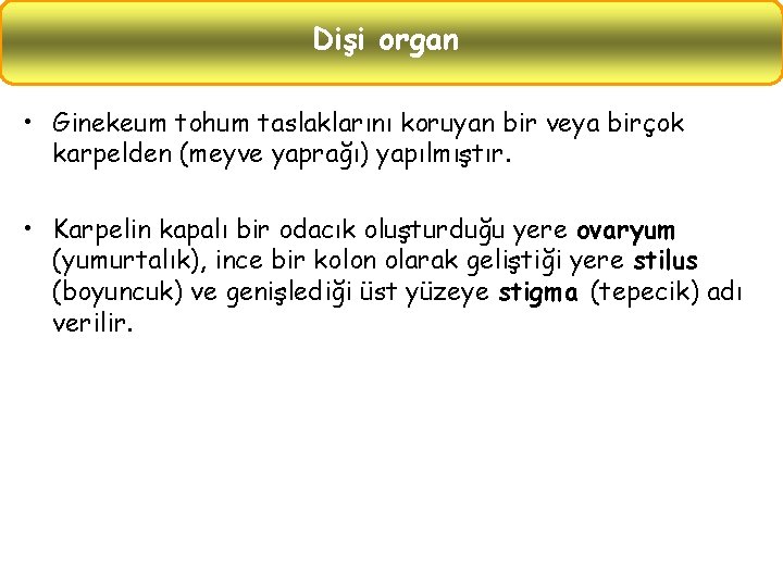 Dişi organ • Ginekeum tohum taslaklarını koruyan bir veya birçok karpelden (meyve yaprağı) yapılmıştır.