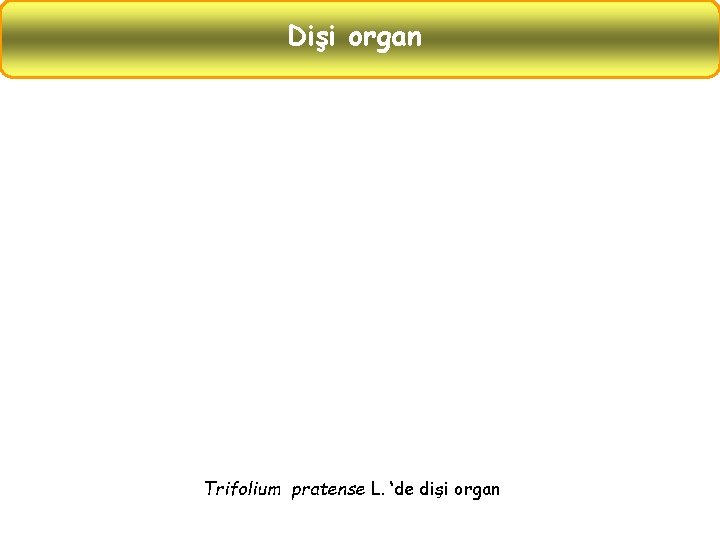 Dişi organ Trifolium pratense L. ‘de dişi organ 
