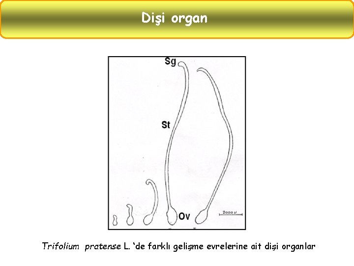 Dişi organ Trifolium pratense L. ‘de farklı gelişme evrelerine ait dişi organlar 