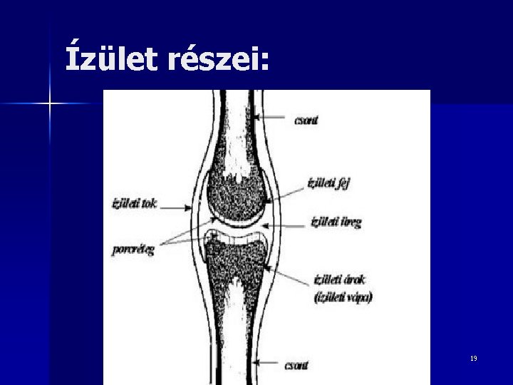 Ízület részei: 19 