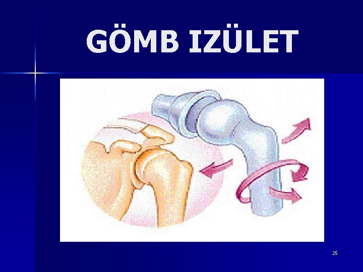 GÖMB IZÜLET 25 