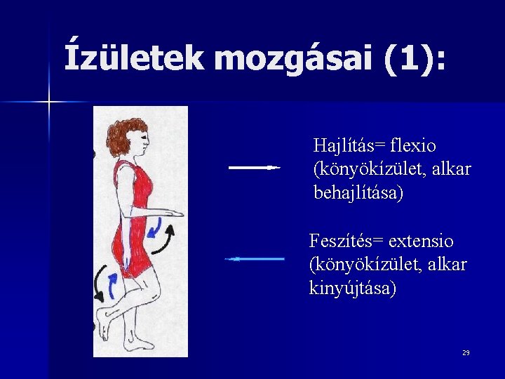 Ízületek mozgásai (1): Hajlítás= flexio (könyökízület, alkar behajlítása) Feszítés= extensio (könyökízület, alkar kinyújtása) 29