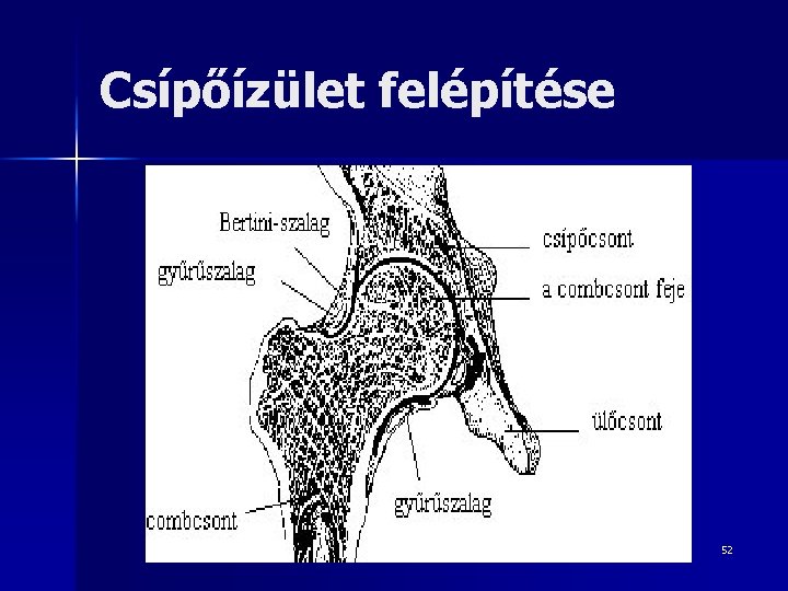 Csípőízület felépítése 52 