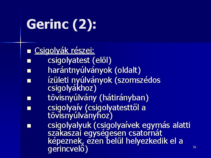 Gerinc (2): n n n n Csigolyák részei: csigolyatest (elöl) harántnyúlványok (oldalt) ízületi nyúlványok