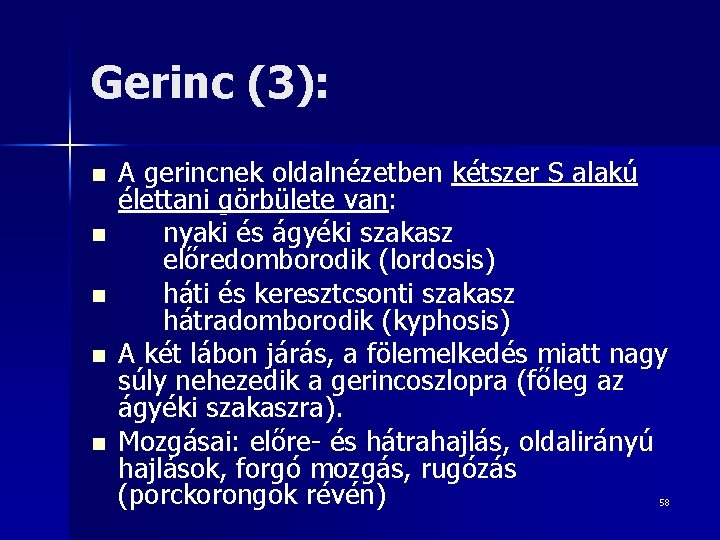 Gerinc (3): n n n A gerincnek oldalnézetben kétszer S alakú élettani görbülete van: