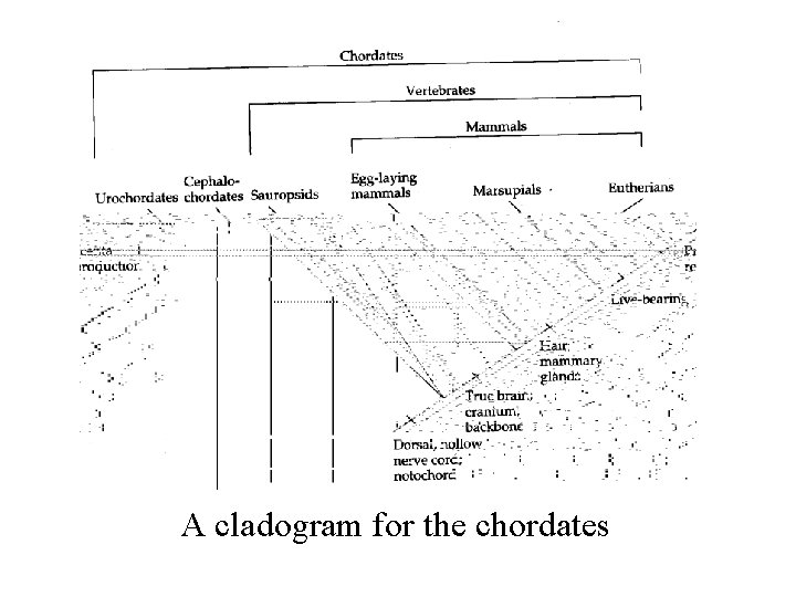 A cladogram for the chordates 