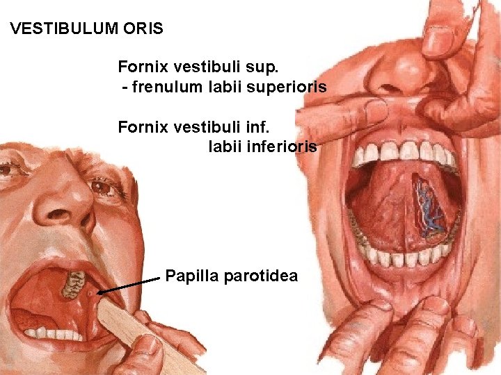 VESTIBULUM ORIS Fornix vestibuli sup. - frenulum labii superioris Fornix vestibuli inf. - frenulum