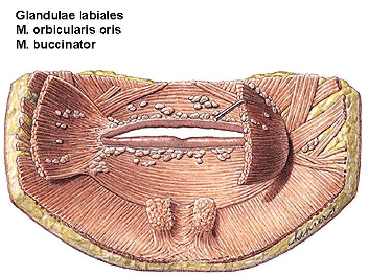 Glandulae labiales M. orbicularis oris M. buccinator 
