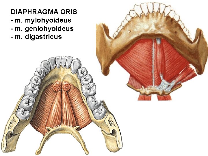 DIAPHRAGMA ORIS - m. mylohyoideus - m. geniohyoideus - m. digastricus 