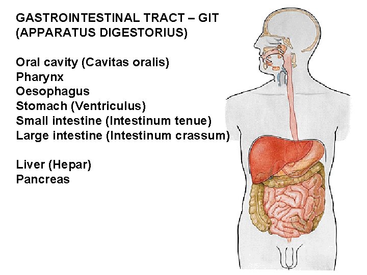 GASTROINTESTINAL TRACT – GIT (APPARATUS DIGESTORIUS) Oral cavity (Cavitas oralis) Pharynx Oesophagus Stomach (Ventriculus)