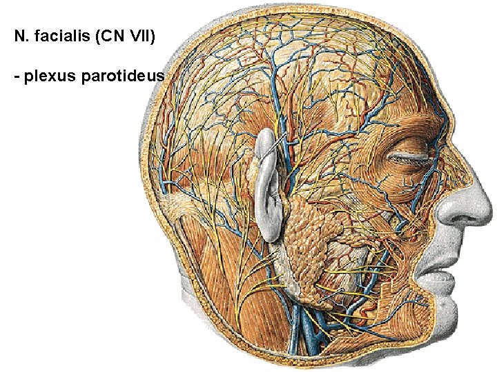 N. facialis (CN VII) - plexus parotideus 