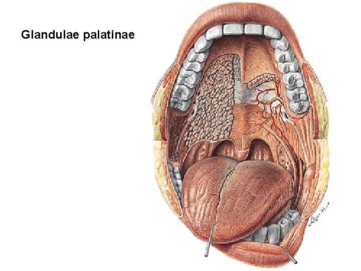 Glandulae palatinae 