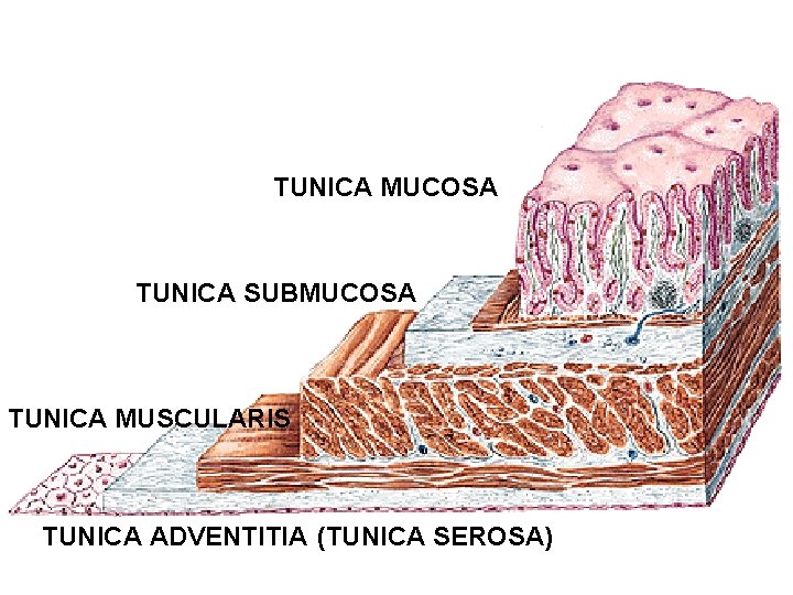 TUNICA MUCOSA TUNICA SUBMUCOSA TUNICA MUSCULARIS TUNICA ADVENTITIA (TUNICA SEROSA) 