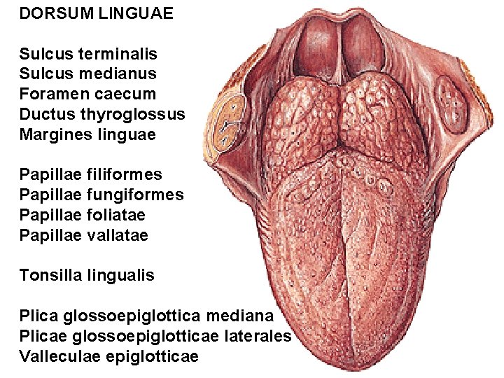 DORSUM LINGUAE Sulcus terminalis Sulcus medianus Foramen caecum Ductus thyroglossus Margines linguae Papillae filiformes
