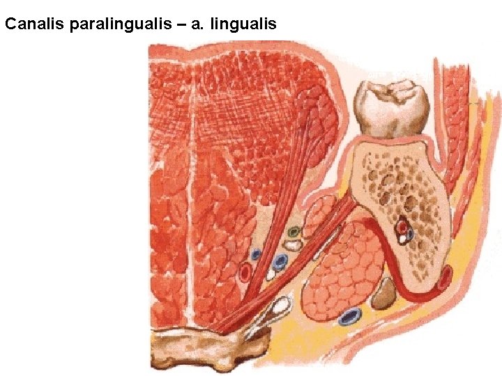Canalis paralingualis – a. lingualis 