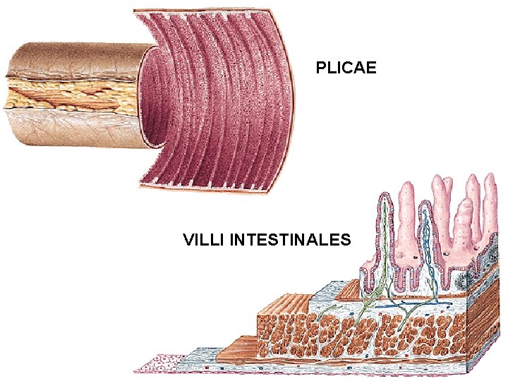 PLICAE VILLI INTESTINALES 