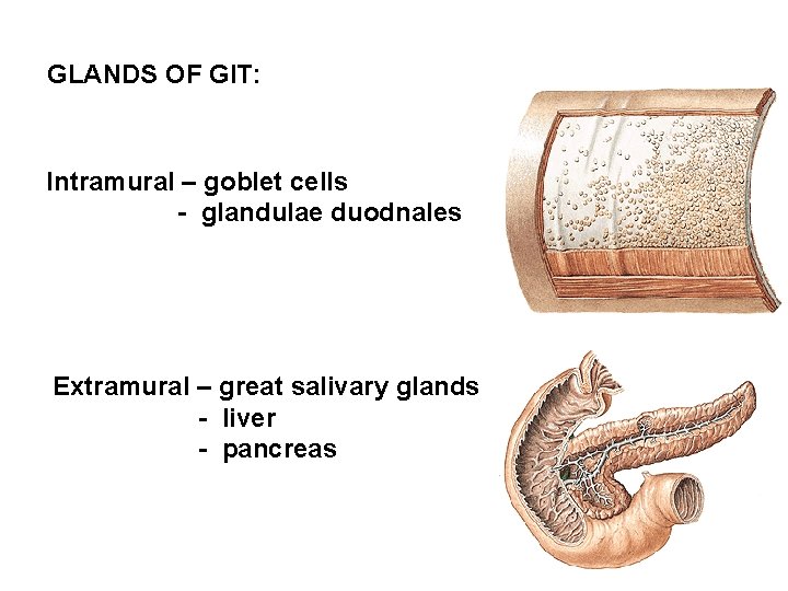 GLANDS OF GIT: Intramural – goblet cells - glandulae duodnales Extramural – great salivary