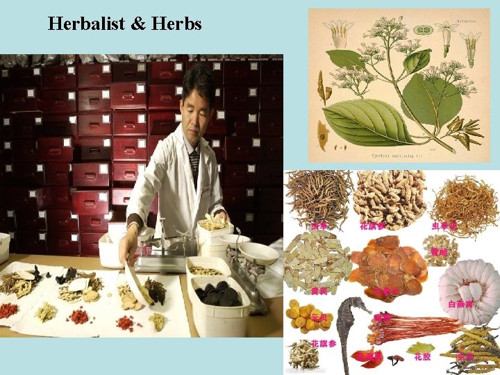 Herbalist & Herbs 