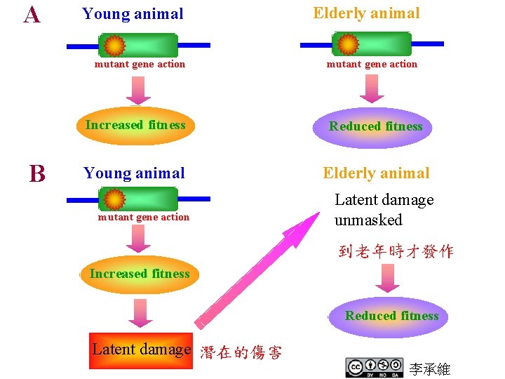 A B Young animal Elderly animal mutant gene action Increased fitness Reduced fitness Young A B Young animal Elderly animal mutant gene action Increased fitness Reduced fitness Young