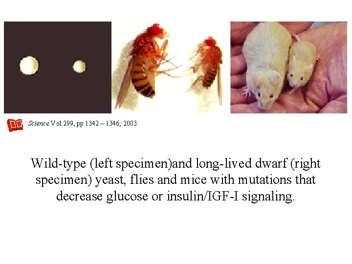 Science Vol. 299, pp 1342 – 1346; 2003 Wild-type (left specimen)and long-lived dwarf (right Science Vol. 299, pp 1342 – 1346; 2003 Wild-type (left specimen)and long-lived dwarf (right