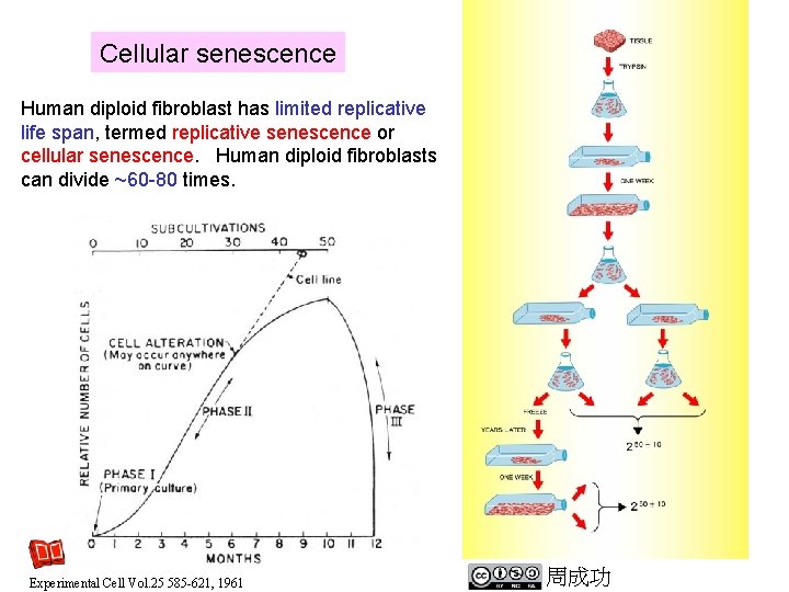 Cellular senescence Human diploid fibroblast has limited replicative life span, termed replicative senescence or Cellular senescence Human diploid fibroblast has limited replicative life span, termed replicative senescence or