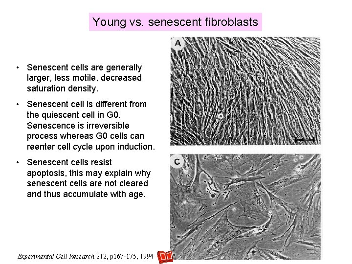 Young vs. senescent fibroblasts • Senescent cells are generally larger, less motile, decreased saturation Young vs. senescent fibroblasts • Senescent cells are generally larger, less motile, decreased saturation