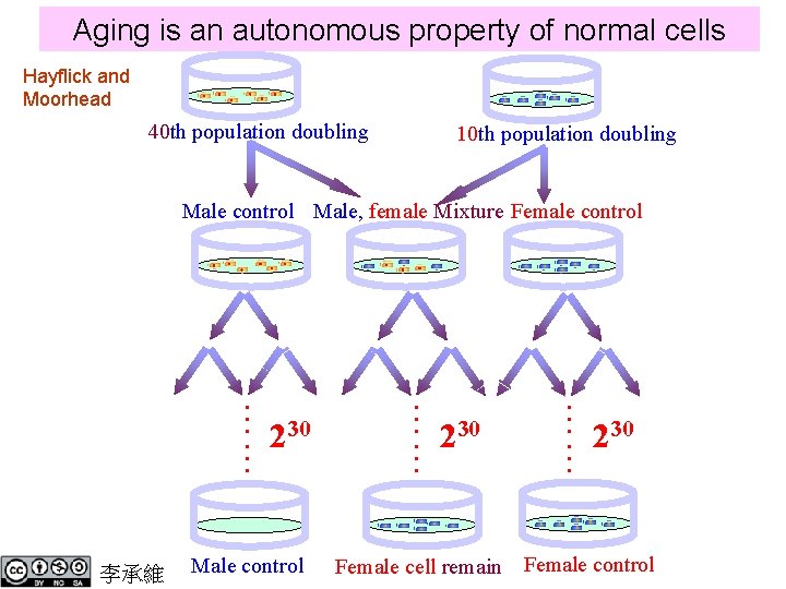 Aging is an autonomous property of normal cells Hayflick and Moorhead 40 th population Aging is an autonomous property of normal cells Hayflick and Moorhead 40 th population