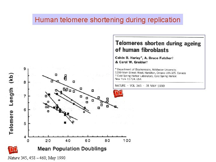 Human telomere shortening during replication Nature 345, 458 – 460; May 1990 Human telomere shortening during replication Nature 345, 458 – 460; May 1990